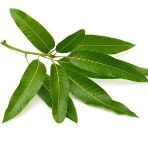 Mango Leaves 12 Leaves